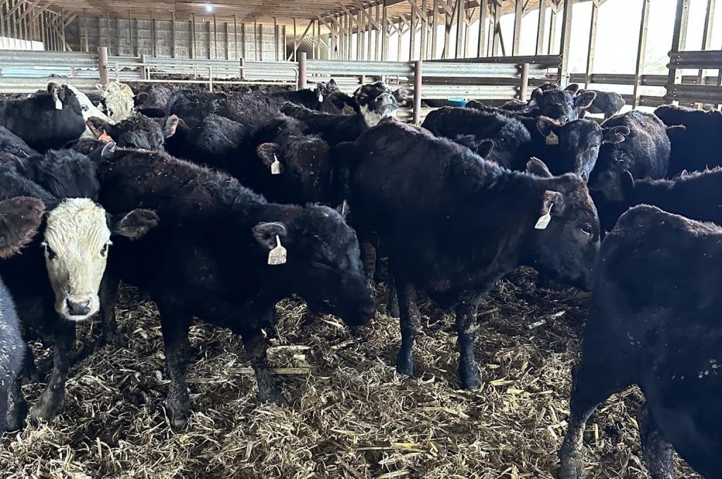 Virginia Livestock LLC Graded Feeder Cattle Sales